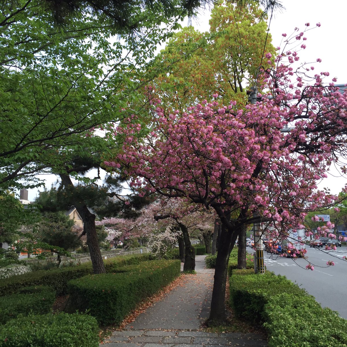 lenny3ray3's tweet image. #堀川通り#二条城前#桜