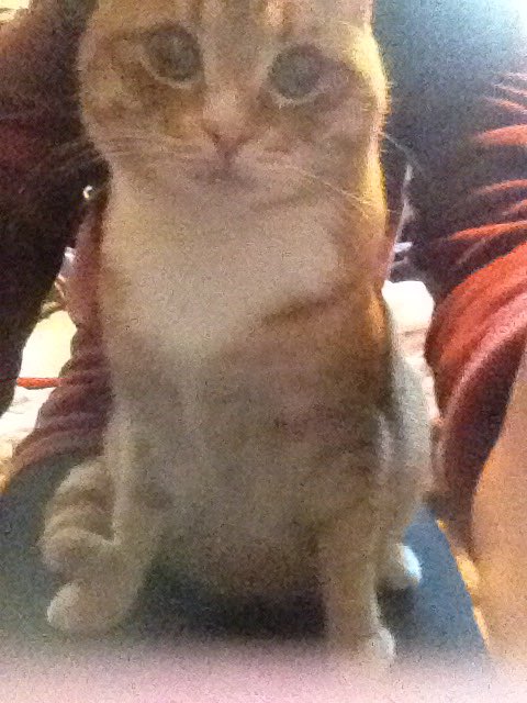 taryn20034's tweet photo. @JoshRamsay I agree with that mood... My mood is always cat https://t.co/PNKojUuxei