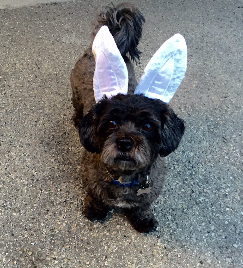TheAnaAlexander's tweet photo. Happy happy Easter to all that celebrate from me and my furry   MALI bunny#happyeaster #mali #furrybunny https://t.co/zHm1DU8gkq