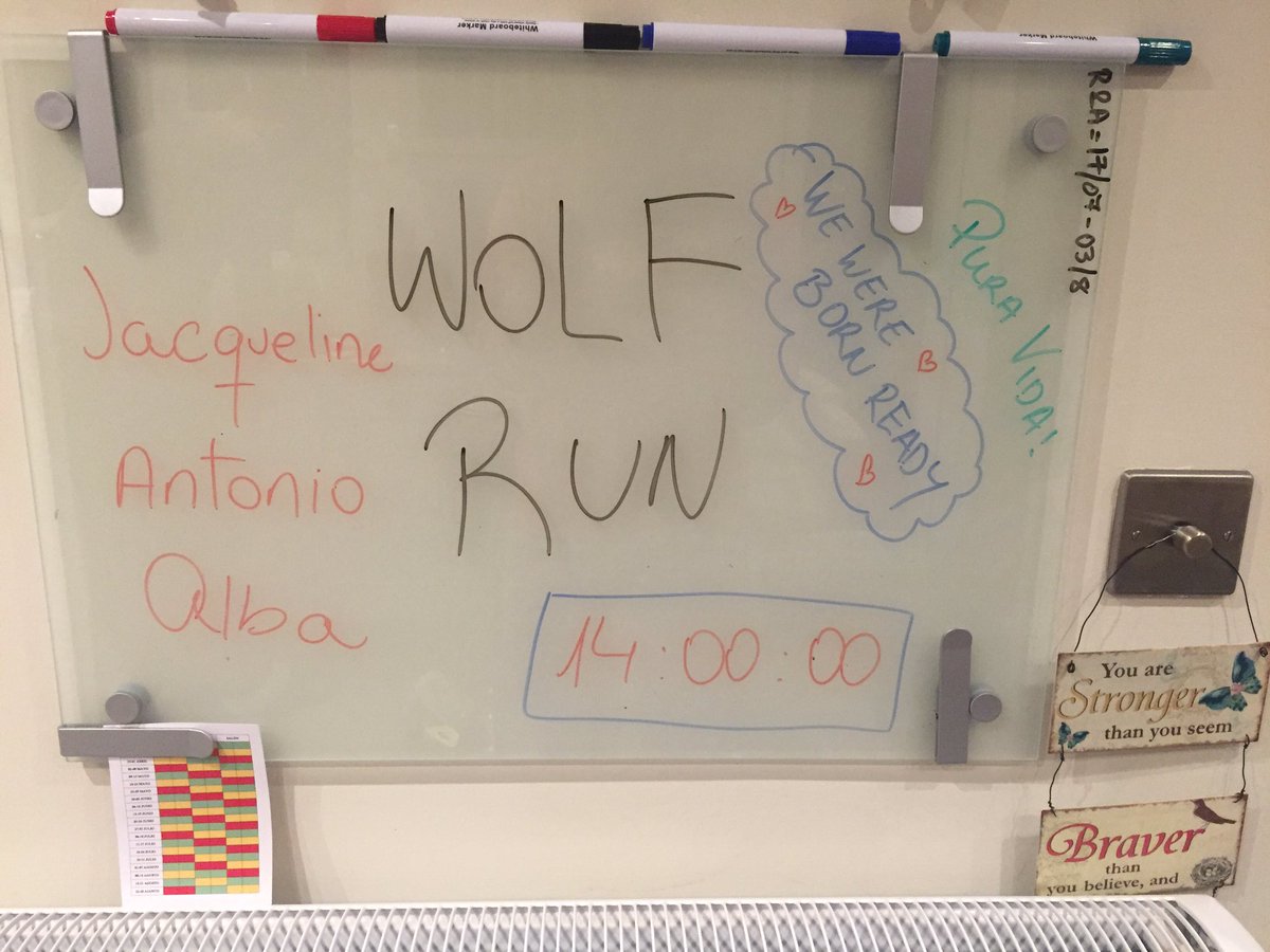 jacquelinebulow's tweet image. Are you ready?? @Pepy009 #wolfrun2016 @thewolfrun