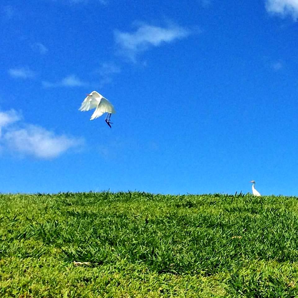 Kakaako's tweet photo. Beginning of a new home at Kakaako Waterfront Park - PC: @jefforig #KakaakoMakai #OrigMedia #egret VIEW >> https://t.co/Rk9Q6NJQWh