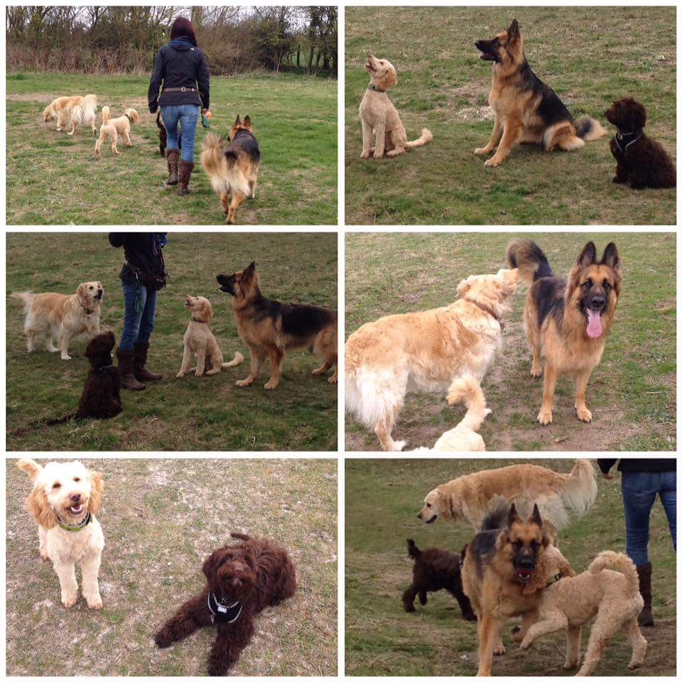 Dog_Walkerz's tweet photo. Lovely walk yesterday with the Fantastic Four!  #dogwalker #fareham #homeboarding #walkies #dogs https://t.co/Xw8e6f5LhA