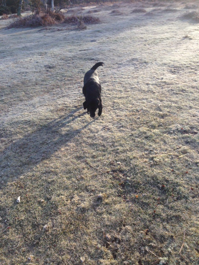NewForestDog's tweet photo. HI: Come over here and pose in the frost
Me: What? 
-
Me: No
-
Me: No
-
Me: O, all right, if I must. #chillybum https://t.co/jjIzZuLbT3