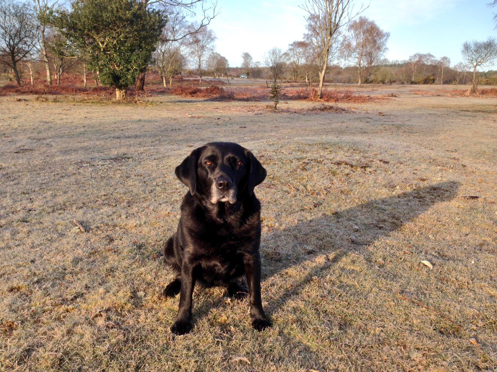 NewForestDog's tweet photo. HI: Come over here and pose in the frost
Me: What? 
-
Me: No
-
Me: No
-
Me: O, all right, if I must. #chillybum https://t.co/jjIzZuLbT3