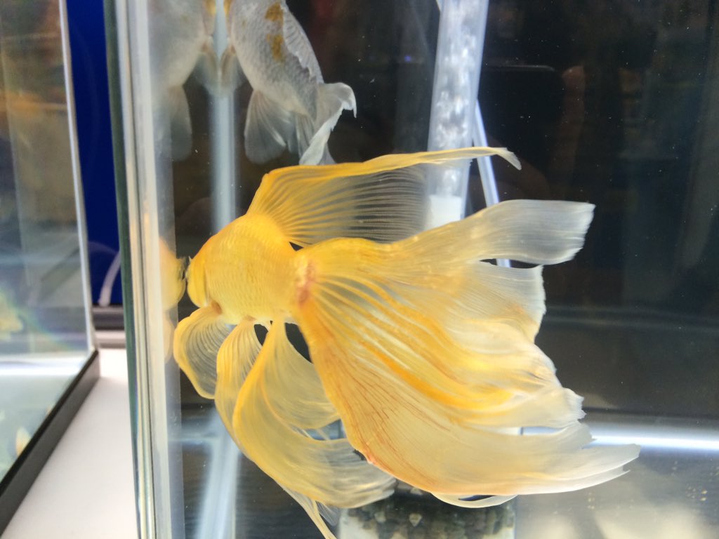 英ちゃん タオル 別の方が出品されてた鉄魚 薄くてヒラヒラな繊細な尾びれがステキでした 観賞魚フェア T Co Rfd0rcfnak 英ちゃん タオル 別の方が出品されてた鉄魚 薄くてヒラヒラな繊細な尾びれがステキでした 観賞魚フェア T Co Rfd0rcfnak