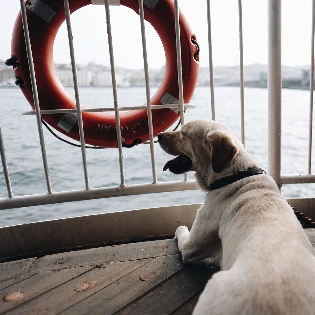 aymansanliturk's tweet image. Günaydın 🐶 #keepmemories #weeklyfluff #vapuring ift.tt/1Spehhl