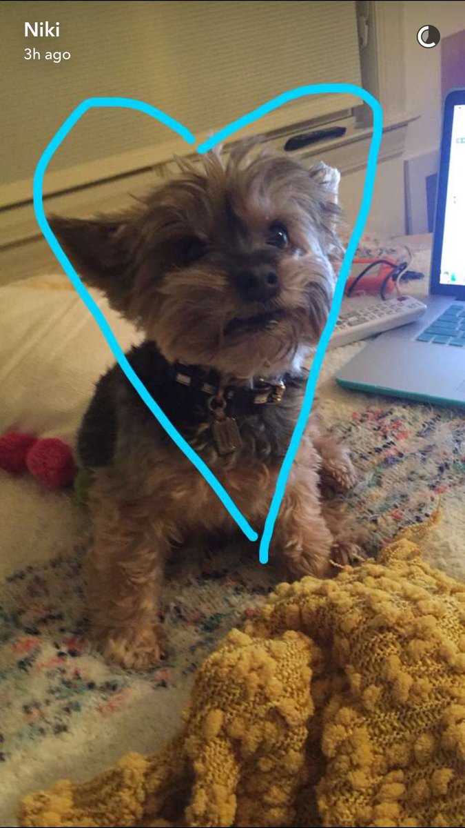 gabcake's tweet photo. oh my god why do i have the cuter dog ever. https://t.co/qtmJ9ZyFKX