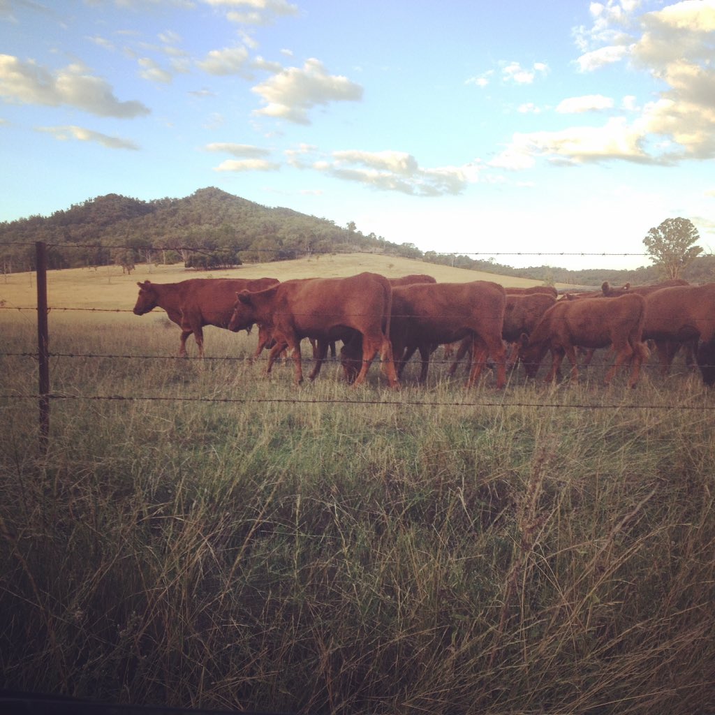 MayoLivestock's tweet photo. Checking some #cows and #calves as the sun goes down #aussiefarms #BorderRivers #cattle https://t.co/yYwfArlet1