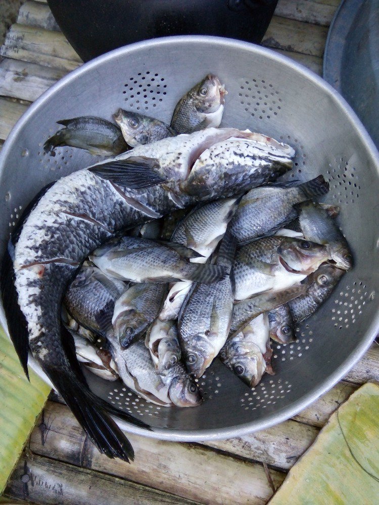 Hasil mancing hari ini