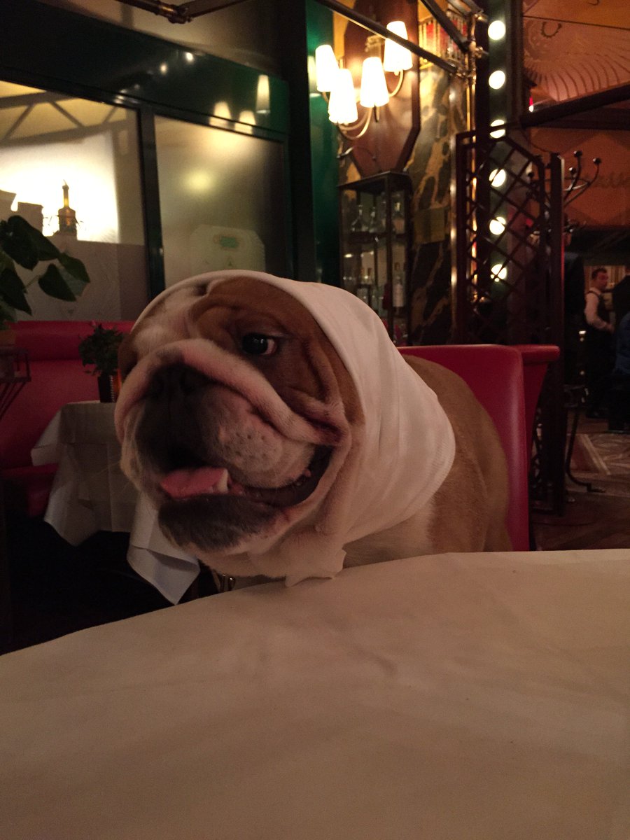 Monamphi's tweet photo. #InstantJeff Jeff s'est fait un petit #resto ce #weekend et il en a encore profité pour amuser la galerie ! 🐶😂 https://t.co/Oz2hcG3dWR
