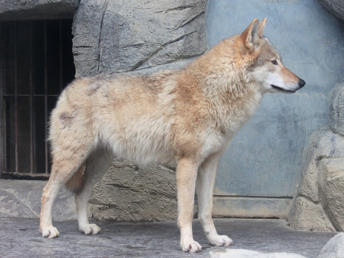 横狼 Japaneseclass Jp