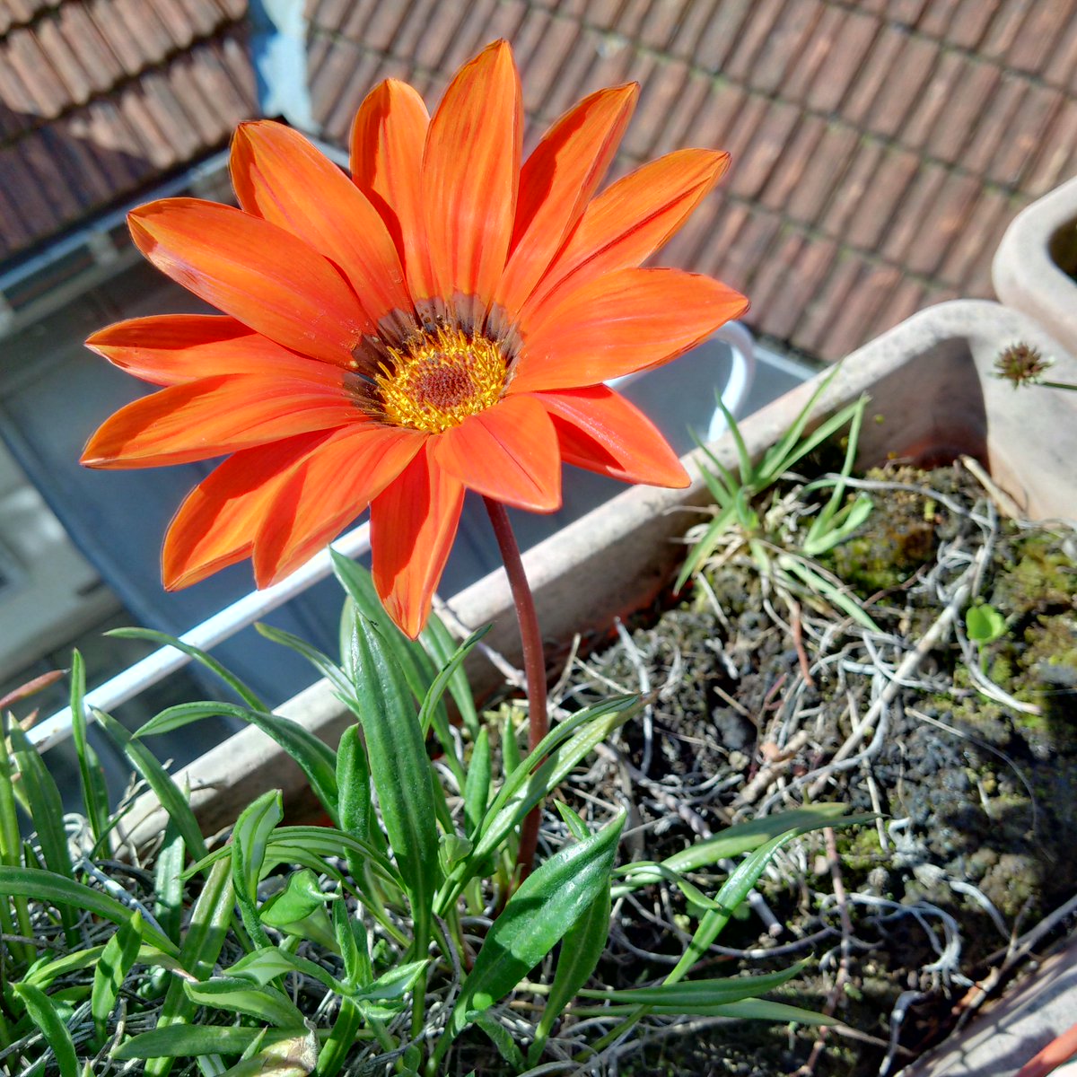muto_godot's tweet photo. #first #spring #flower on my #flying #garden : #dancing, #thinking, #Pau #poetryneverdie https://t.co/MANmtRKgZI https://t.co/AlouBJrVEk