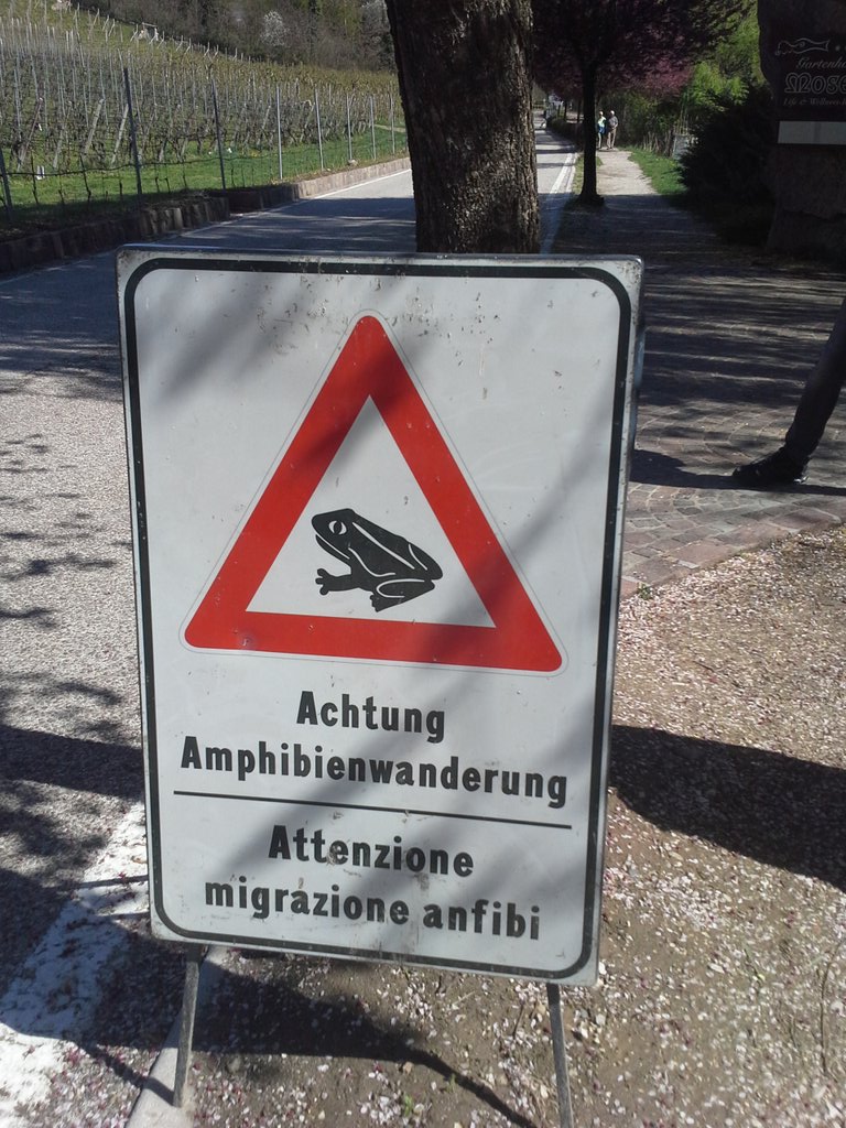 isotta28's tweet photo. #Südtirol #anfibi #attenzione come ricordiamo al @MUSE_Trento https://t.co/vhROlzTAnB