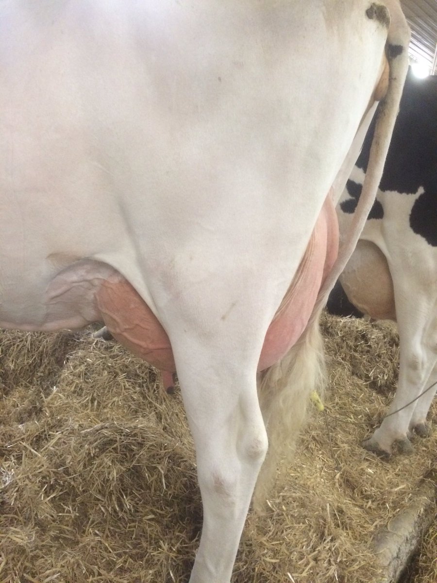 jeffwinterbay's tweet photo. Classification 1 ex,10 new vg, 4 out of 6 2yr olds score vg including winterbay let it snow April vg 87 https://t.co/vSUKRvKXH8