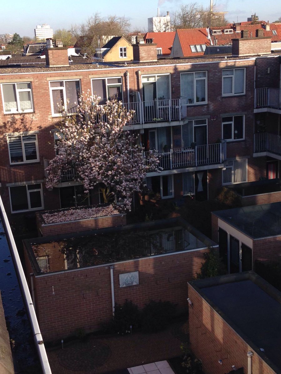 bvowdelft's tweet photo. 40 jaar oude magnolia Melkhof moet weg van @Woonbron. Bewoners willen behoud. Regels zijn regels? Kan uitzondering? https://t.co/Ib4RearGet