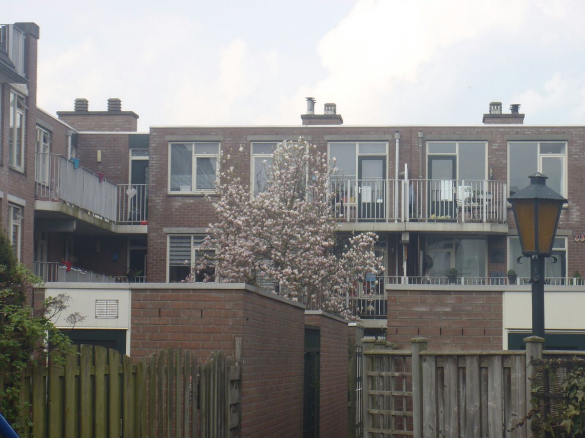 40 jaar oude magnolia Melkhof moet weg van <a href="/Woonbron/">Woonbron</a>. Bewoners willen behoud. Regels zijn regels? Kan uitzondering?