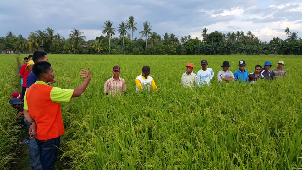 irpangarut's tweet photo. Showing syngenta technology to  manage pest and deases and empowering small holder to increase yield rice #fieldtrip https://t.co/cmfvJCxpAW