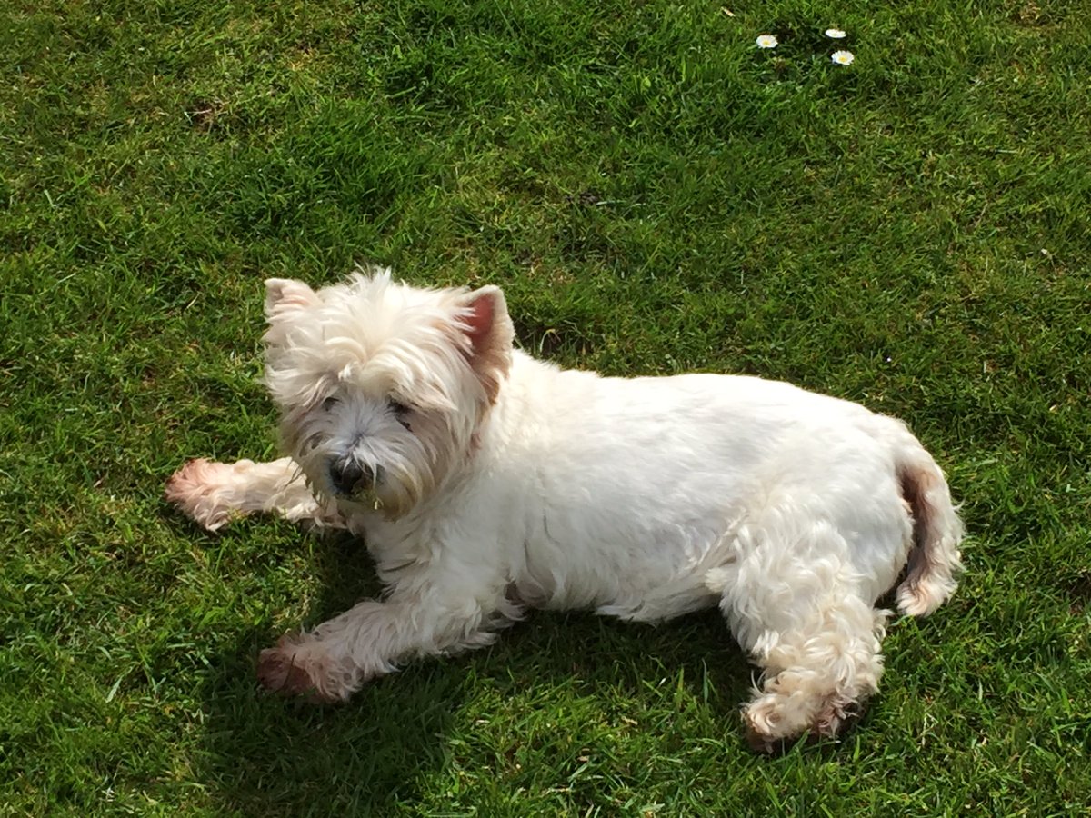 LucyDogH's tweet photo. Anyone for a bit of early spring sunbathing! https://t.co/KKxUQl1Ilv