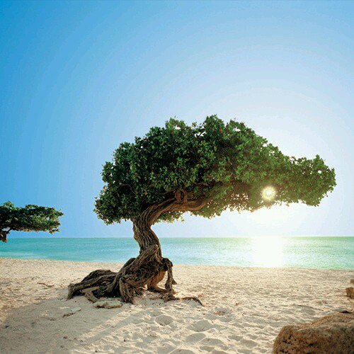 Divi tree of Aruba
