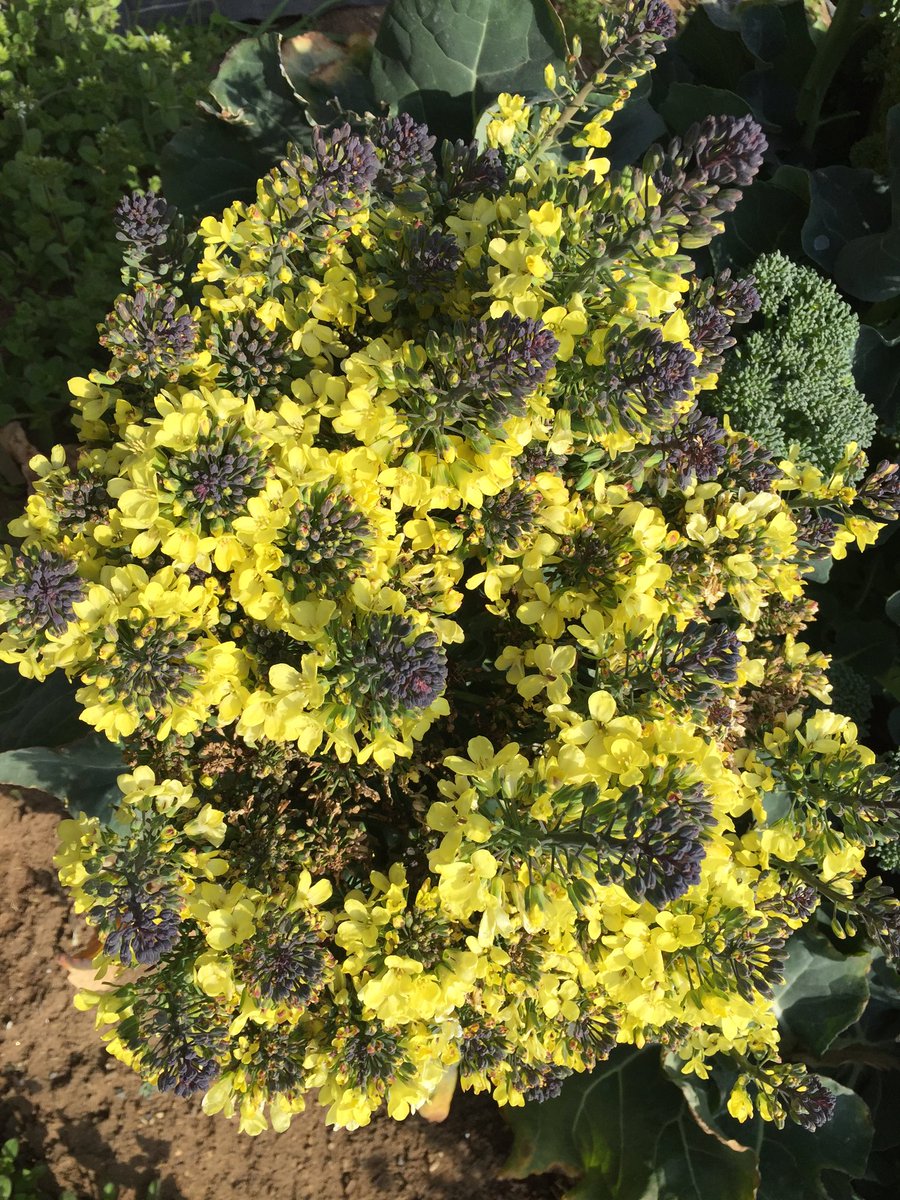 魔笛 お休み中 Kireinaotoda カリフラワー 花が咲いてしまった野菜シリーズ 筑波実験植物園にも そういうコーナーが設けられておりましてps Ps カリフラワーの花はブーケのようでなかなか素敵 一日一花 T Co W6fvhbugh2