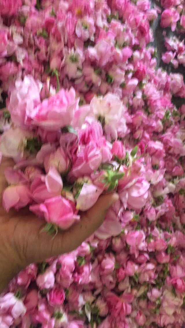 rayaheen3's tweet photo. تغطيتنا اليوم على السناب من مهرجان الطائف للورد 🌸 تابعونا https://t.co/rqzgWdbpZ5