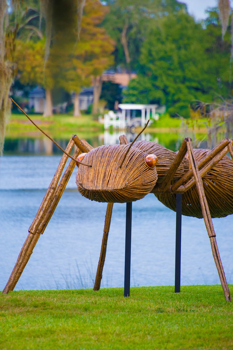 citybeautiful's tweet photo. Today's weather is perfect for experiencing the BIG 🐜 at @LeuGardens. #LoveOrlando https://t.co/X375KgX4o5