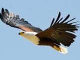 plettriverlodge's tweet photo. Listen to the FishEagles from your room #birding #FishEagles #guesthouse #spectacularbynature #riverfrontliving https://t.co/YkrgMfosm2