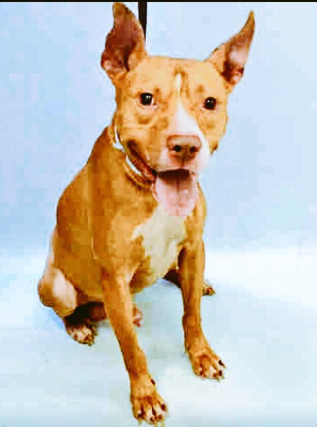 ruthmen's tweet photo. 2BKILLED 4/10🆘 #NYC #DOGS 2B #ADOPT #FOSTER #RESCUE #PLEDGE https://t.co/CDPkT9EvYn @Canine_Rights @grm_chikn 🆘🙏🏼⏰🙏🏼 https://t.co/MgZABM7cSU