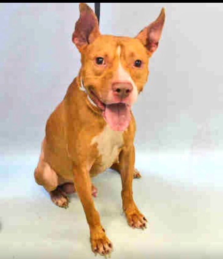 ruthmen's tweet photo. 2BKILLED 4/10🆘 #NYC #DOGS 2B #ADOPT #FOSTER #RESCUE #PLEDGE https://t.co/CDPkT9EvYn @Canine_Rights @grm_chikn 🆘🙏🏼⏰🙏🏼 https://t.co/MgZABM7cSU