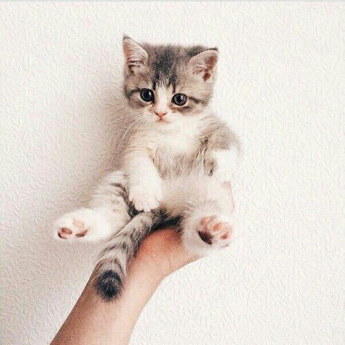 dridrilechat's tweet photo. #pp https://t.co/wiGBVyEw8T