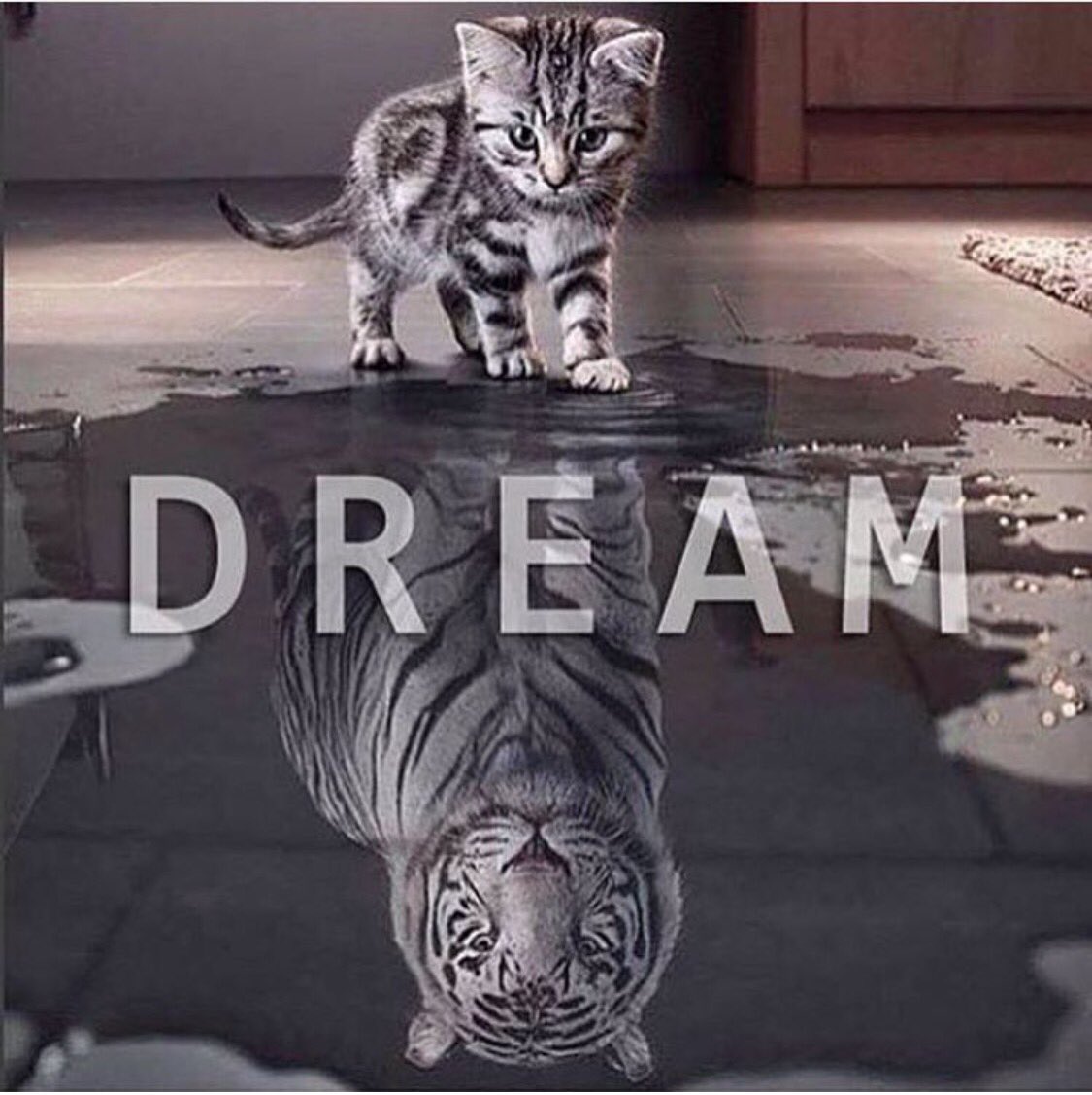 Without dreams their  can be no goals. Without goals their is no point. Change dreams to reality #goals #dreams