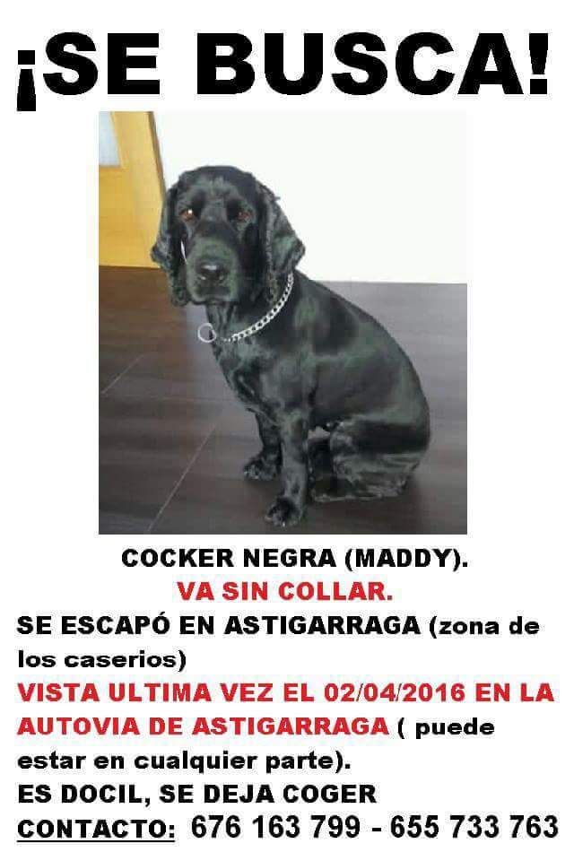 Inmoel's tweet photo. @esperanzafelina #retwitteame #perroperdido #maddyperdida #difunde #ayuda #astigarraga #martutente #hernani #donosti https://t.co/rvgLKxAQiJ