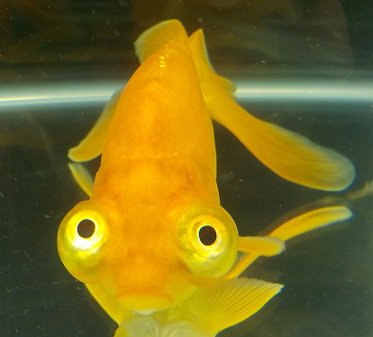 たるかす 動物垢 金魚撮れ高その2 チョウテンガン 頂天眼 スイホウガンと同じく中国原産の金魚で 上を向いた目が特徴 こんな顔をしているが視力は弱いとされている 会場には 水泡頂天眼 鼻房頂天眼などの掛け合わせのバリエーションも居た T たるかす 動物垢 金魚撮れ高その2 チョウテンガン 頂天眼 スイホウガンと同じく中国原産の金魚で 上を向いた目が特徴 こんな顔をしているが視力は弱いとされている 会場には 水泡頂天眼 鼻房頂天眼などの掛け合わせのバリエーションも居た T