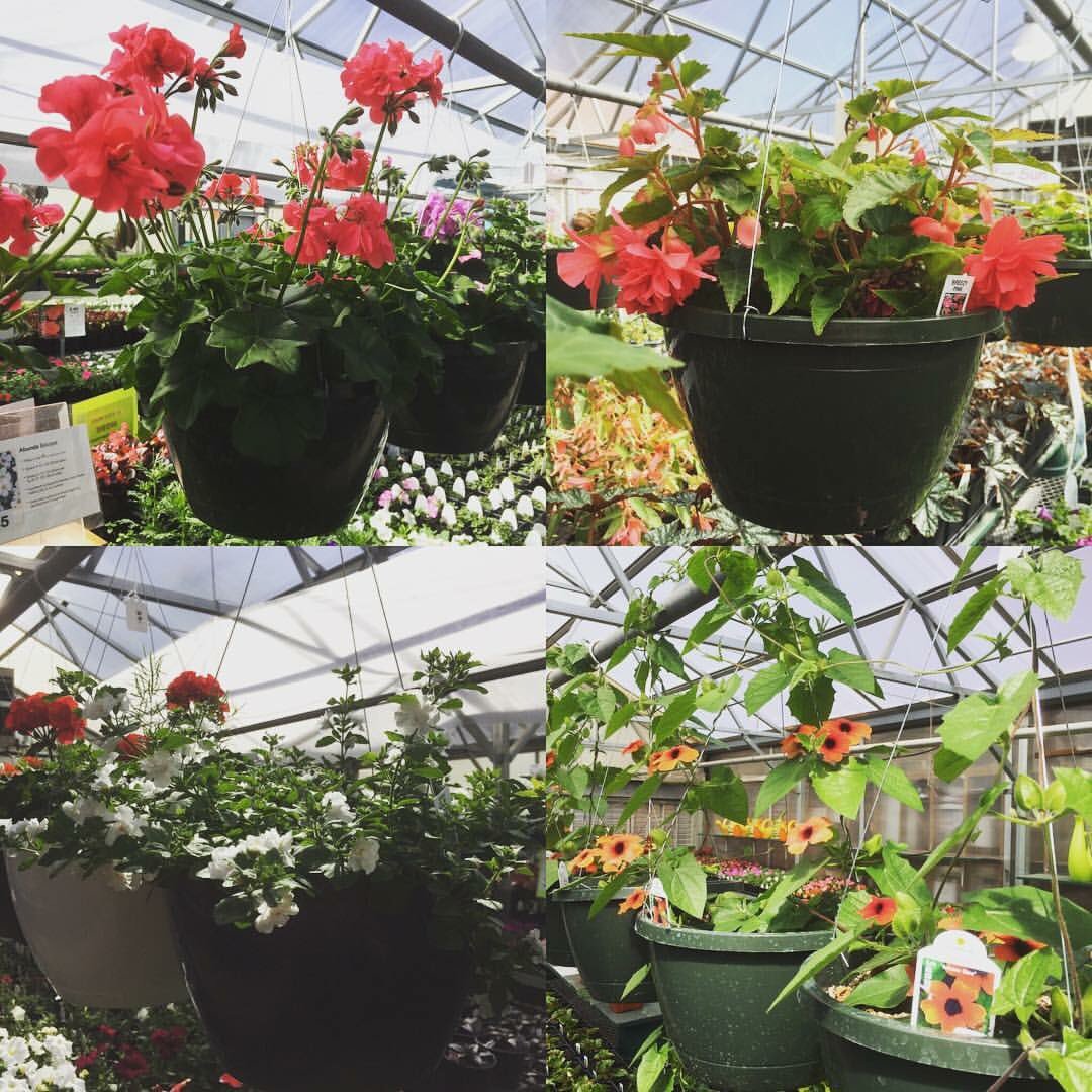 $20 hanging baskets! Perfect for a porch or patio!