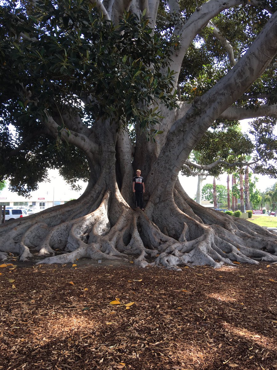 jacksonpak5's tweet photo. Big tree https://t.co/TOADu5D4FU