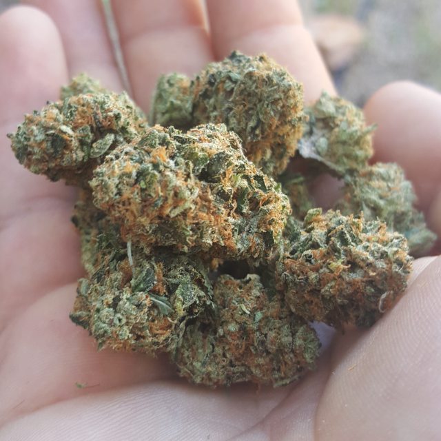 applejuice14431's tweet photo. But I really can't complain everything is Kosher 🔯🔥👌 #Ariztoner #kusharmy #strictlyOGs #prop203 #hightimes #dankono… https://t.co/6Vd66mgESu