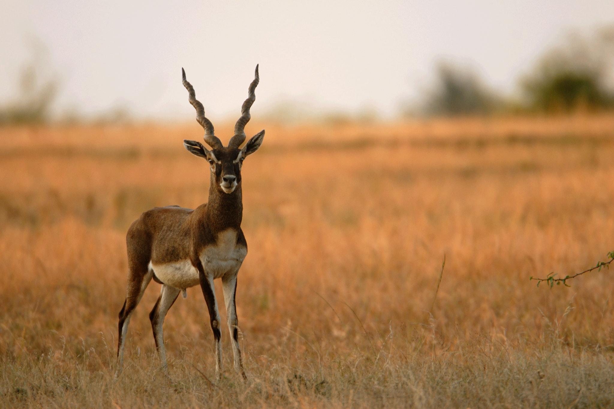 Антилопа Blackbuck
