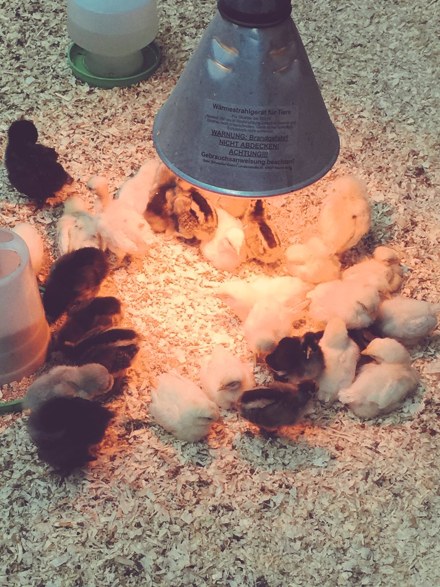 langmeadshell11's tweet photo. @itvthismorning cute baby chicks @FollyFarmWales #oneborneveryminute https://t.co/13sQuN1M74