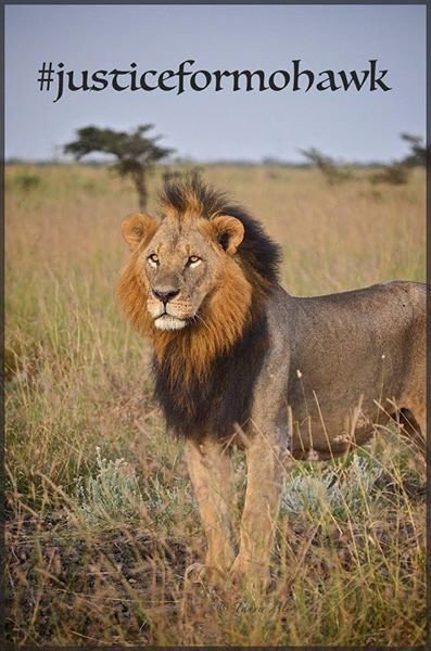 Zizunga2's tweet photo. @calfune @UAPoaching #justiceformohawk #RIPMohawk https://t.co/iCdBmnS1fJ