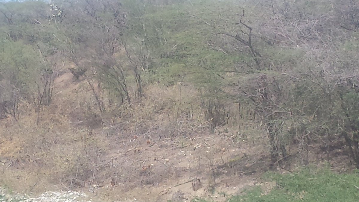 jpeguerop's tweet photo. Así están los bosques de Azua! @ambienterd en frente Cementera,Hatillo tienen horno prendido y están talando arboles https://t.co/r7urtRxHUV