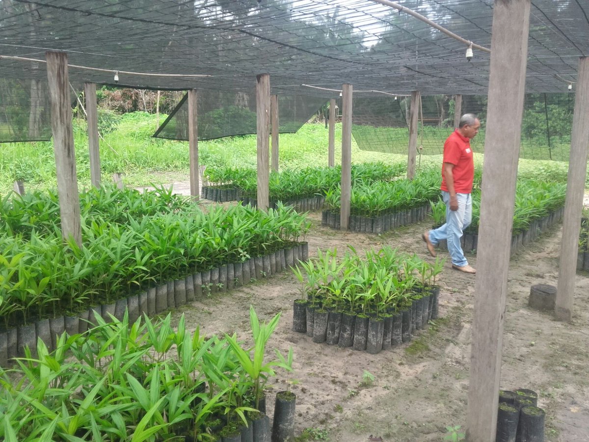 SemdecAP's tweet photo. Mudas prontas para comercialização no distrito do pacui #semdec https://t.co/VgGVHYmpct