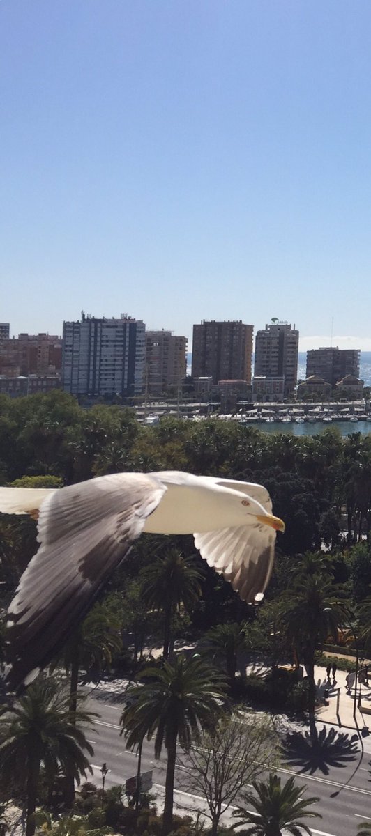 Carbonellsg's tweet photo. Hoy he aprovechado y le he hecho unas fotos a las gaviotas antes de que lo prohiban. https://t.co/lGnqMfdjla