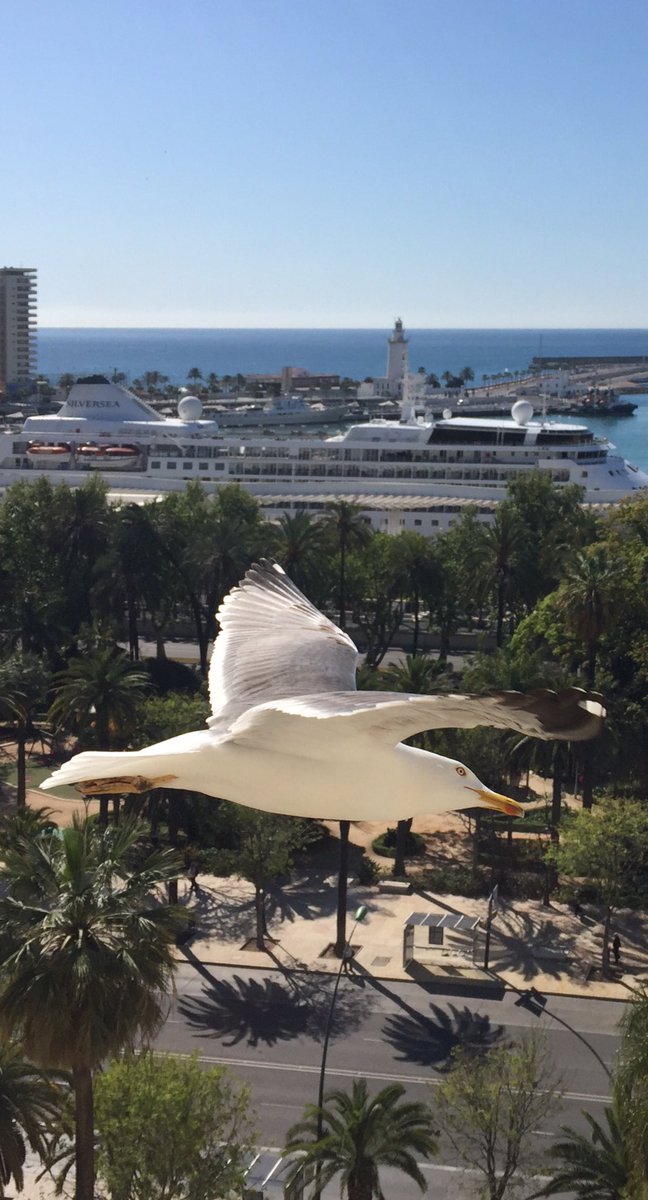 Carbonellsg's tweet photo. Hoy he aprovechado y le he hecho unas fotos a las gaviotas antes de que lo prohiban. https://t.co/lGnqMfdjla