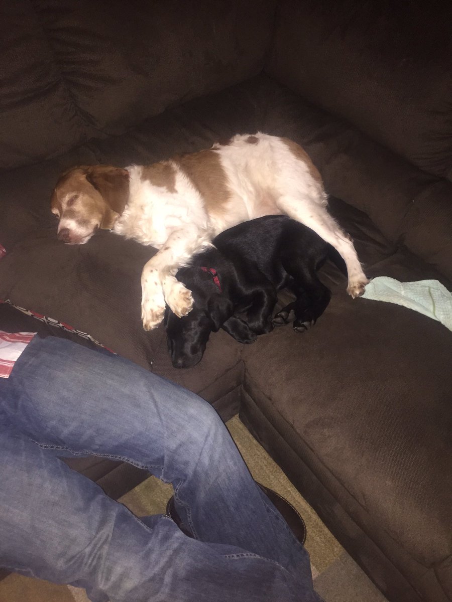 BigboyAmerican's tweet photo. Time for a nap #mybirddogs #americanbrittney #lab @CoryO322 https://t.co/2fskThaYbj