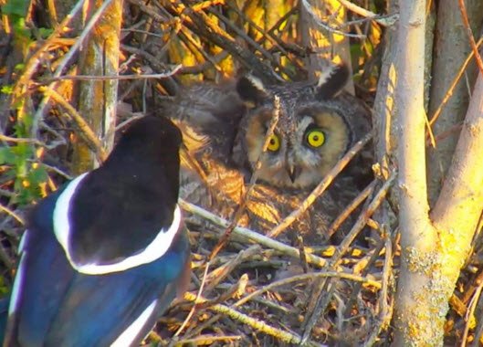 exploreorg's tweet photo. ALARM! Body language of our nesting #longearedowl if Magpies are near. https://t.co/6DJf9k7Wej | Photo, Riverrock https://t.co/fD0kGKOPNQ