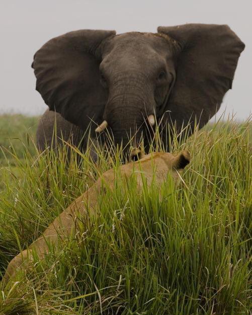 فيل و لبؤه في مواجهه صعبة ! 

-