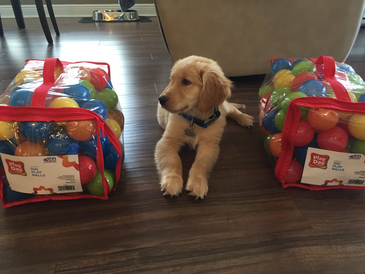 lukeolav's tweet photo. Hoy voy a estrenar mi piscina de bolas 😃🎉 #lukeolav #goldenretriever #puppy https://t.co/lpKvfT8UXq
