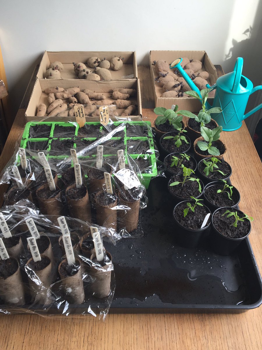 pearcesgrow's tweet photo. Potting up, potting on; #tomato #pea #sweetpea #chilli #courgette #fieldbean https://t.co/BSjPIifceV