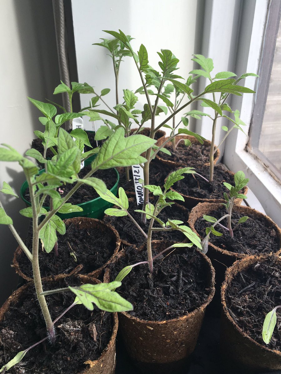 pearcesgrow's tweet photo. Potting up, potting on; #tomato #pea #sweetpea #chilli #courgette #fieldbean https://t.co/BSjPIifceV