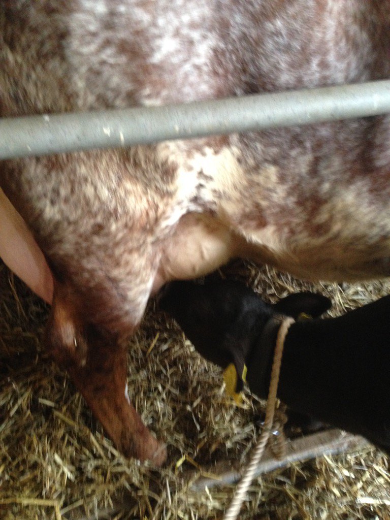 QuantockFarmer's tweet photo. Another feed for calf no 2 bought yesterday thank you Mr bell for ur support https://t.co/T8IZ1CtyDT